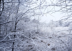 Zima, Drzewa, Gałęzie, Śnieg