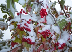 Śnieg, Liście, Owoce Ośnieżone