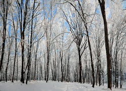 Młody, Ośnieżony, Las