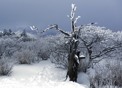 Zima, Las, Śnieg, Drzewa