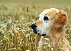 Golden Retriever, Pszenica