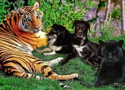 Psy, Pantera, Tygrys