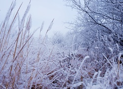 Zima, Śnieg