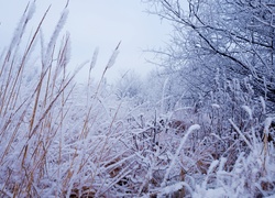 Zima, Śnieg