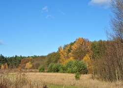 Jesień, Drzewa, Niebo, Łąka
