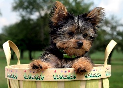 Yorkshire Terrier, Koszyk