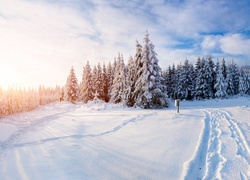 Zima, Las, Śnieg, Ogrodzenie