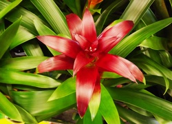 Kwiat, Guzmania