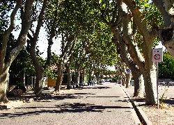 Droga, Drzewa, Platany, Francja