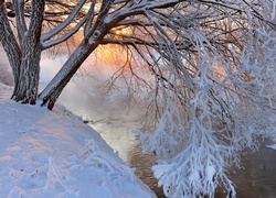 Zima, Rzeka, Drzewo