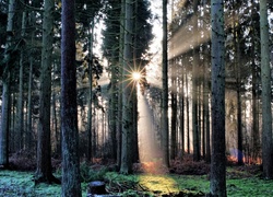 Las, Drzewa, Promienie słońca