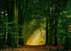 Las, Drzewa, Światło
