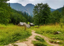 Tatry, Zakopane, Góry, Ścieżka, Polska