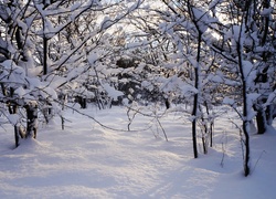 Zima, Śnieg, Drzewa