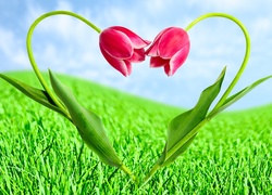 Tulipany, Serce, Trawa, Miłosne