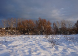 Zima, Śnieg, Drzewa