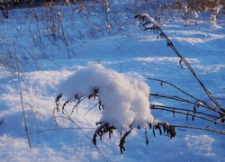 Zima, Śnieg, Uschnięta, Roślina