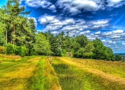 Pole, Drzewa, Zieleń, HDR