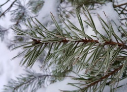 Oszroniona, Gałązka, Sosny, Śnieg