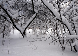 Zima, Śnieg, Drzewa