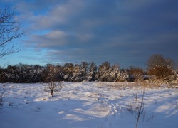 Zima, Śnieg, Drzewa