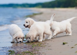 Szczeniaczki, Golden, Retriever, Plaża, Wybrzeże