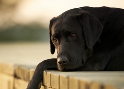 Smutny, Labrador