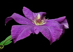 Kwiaty, Clematis