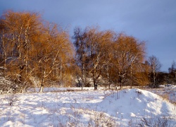 Zima, Śnieg, Drzewa