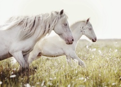 Konie Białe, Łąka, Kwiaty