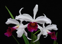 Kwiaty, Orchidea