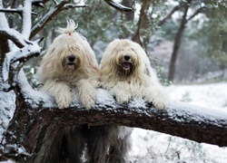 Dwa, Białe, Psy, Owczarki staroangielskie, Bobtail, Zima, Śnieg, Drzewo