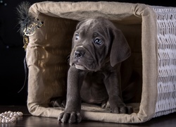 Pies Cane Corso