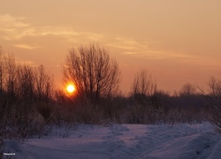 Zima, Śnieg, Wschód Słońca, Drzewa