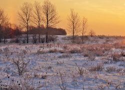 Zima, Wschód Słońca, Śnieg, Drzewa