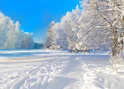 Zima, Śnieg, Park