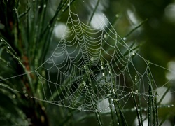 Trawa, Pajęczyna, Krople Wody, Makro