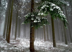 Zima, Śnieg, Las, Drzewa, Mgła