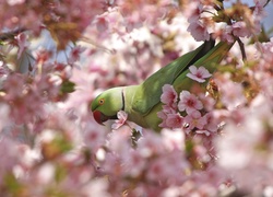 Ptaszek, Papuga, Kwiaty