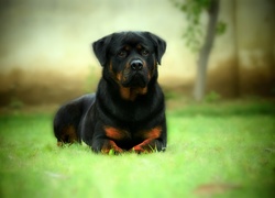 Pies, Rottweiler