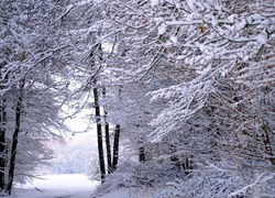 Zima, Śnieg, Las