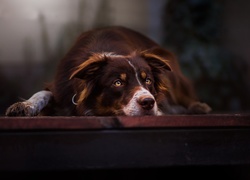 Pies, Border, Collie