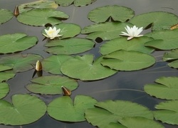 Lilie wodne,Białe