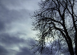 drzewo, zachmurzenie, ciemno, smutek