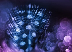 Piórko, Makro, Bokeh