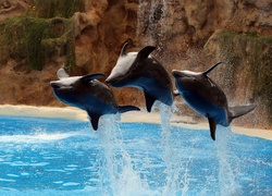 Delfiny, Skok, Woda, Skały