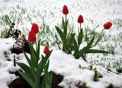 Czerwone, Tulipany, Śnieg