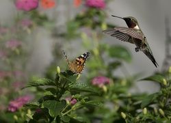 Roślina, Liście, Motyl, Ptak, Koliber