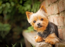 Pies, Szczeniak, Yorkshire Terrier