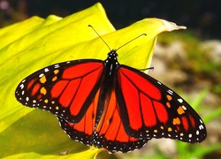 Motyl, Monarch